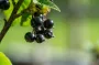 Вино из смородины: как приготовить вкусный напиток без консервантов