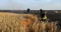 Росія обстріляла Харківщину: є поранені, загиблий та знищене пшеничне поле