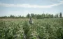 Начало июля "ударило" по урожаю: какие культуры пострадали от жары и ливней больше всего