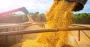 Европейская компания помогает россиянам вывозить зерно из оккупированного Бердянска