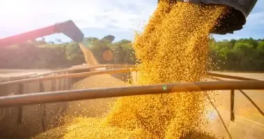 Европейская компания помогает россиянам вывозить зерно из оккупированного Бердянска
