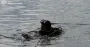 В Хмельницком в воде обнаружили тело утопленника