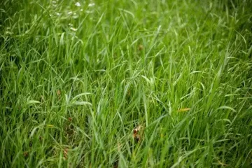 Як швидко вивести пирій зі свого городу без хімії: найкращі способи, які дійсно працюють