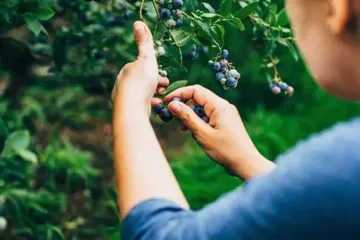 Сажаем голубику как профи: простые советы для вкусных ягод прямо из грядки