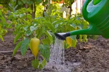 Як часто та правильно поливати перець: секрети рясного врожаю