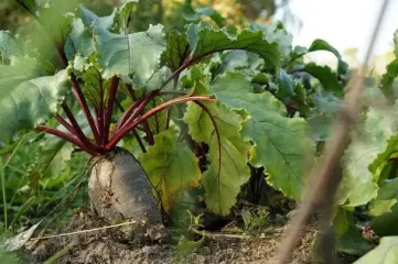 Не бор и не калий: чем подкормить красную свеклу в летнюю жару, чтобы росла, как на дрожжах