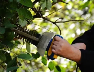 Встигніть зробити до осені: які дерева обов’язково обрізають влітку, щоб підвищити урожайність