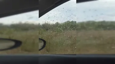 "Наши колибри": на Запорожье напали полчища саранчи (видео)
