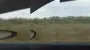 "Наши колибри": на Запорожье напали полчища саранчи (видео)