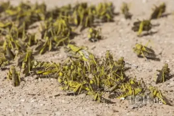 Нашестя сарани: гігантські хмари комах атакують Запоріжжя