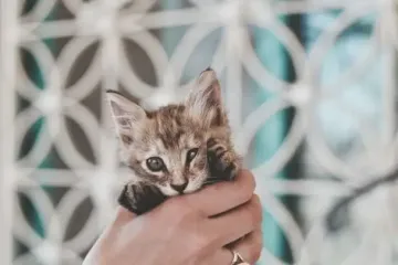 Вчені з'ясували, що означає, коли кіт муркотить