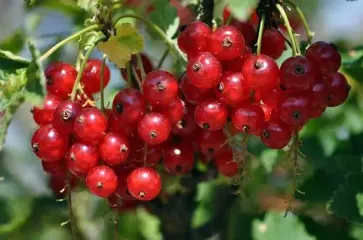 Як заморозити смородину на зиму — зручні способи