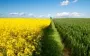 Поляки просят разрешить импорт рапса из Украины