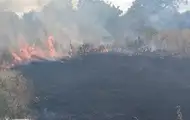 В Одесской области вспыхнул сухостой на площади 18 000 кв. м