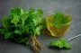 Как заготовить мяту на зиму, чтобы она сохранила свой вкус и аромат: два лучших способа