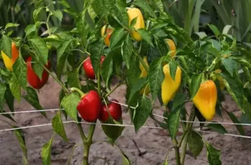 Перцы будут сладкими и мясистыми: чем удобрить перец, чтобы получить хороший урожай