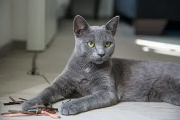 Пенсионер заразился бубонной чумой от своего кота: как это случилось