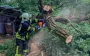Поваленные деревья и вода в домах: грозы и ливни ударили по западу и северу Украины (фото)