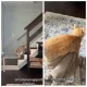 Мужчина взял кота из приюта: теперь животное не расстается с одной вещью, что умилило пользователей (фото)