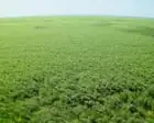 In Ukraine’s bombed out reservoir a huge forest has grown – is it a return to life or a toxic timebomb?