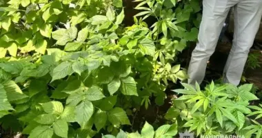 У жителя Тернопольщины обнаружили плантацию конопли