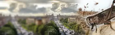 «Бегают целый день с бубнами»: в Запорожской области спасаются как могут от опасного насекомого