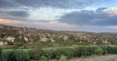 У Запоріжжі через нашестя сарани вводять "особливий режим"