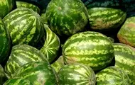 В Україні стрімко знижуються ціни на кавуни