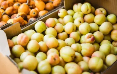 Какие абрикосы лучше покупать: 4 самых вкусных сорта, которые подойдут для всего