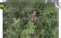 Drone operators of 60th SMB eliminated enemy infantry hiding in forest. VIDEO