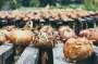 Чем лучше подкормить лук в июле, чтобы собирать урожай мешками