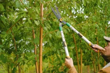 Успейте обрезать до сентября некоторые деревья: это поможет получить еще больший урожай в следующем году