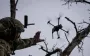 Drones are ammunition. Don’t underestimate infantry, - Hodges