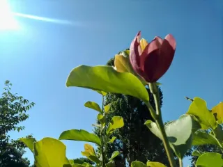 Природная аномалия в разгар лета: в парке "Наталка" снова расцвели магнолии (фото, видео)