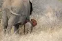 Ученые показали самого редкого слона на планете: что известно о Мотти (фото)