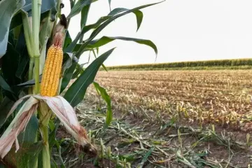 На Землі з'явилися нові пори року: дослідження показало, як людина змінює клімат та природу