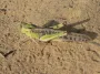 Locust invasion in Ukraine — authorities reveal the cause