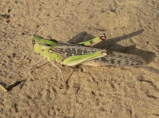 Locust invasion in Ukraine — authorities reveal the cause