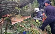 На Одещині через падіння дерева загинув підліток