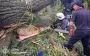 На Одесчине из-за падения дерева погиб подросток