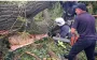 В Одесской области дерево упало на детей: 4 пострадали, 1 подросток погиб