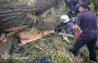 Непогода в Одесской области: дерево упало на палатку с детьми, погиб парень