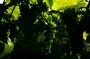 Названо неочікувані властивості винограду, про які ніхто не знав