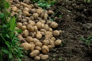 Как понять, что пора копать картофель: агрономы поделились основным признаком спелости урожая