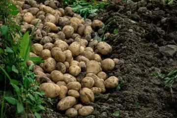 Як зрозуміти, що пора копати картоплю: агрономи поділилися основною ознакою стиглості урожаю