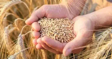 На Кировоградщине чиновница продала почти 1 тыс тонн зерна по заниженной цене