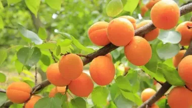 Абрикосы на зиму: как заморозить фрукты с косточками и без