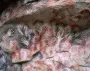 Без смартфонов и майнкрафта: ученые узнали, как развлекались дети эпохи палеолита