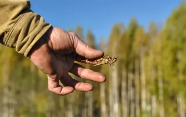 Сарана атакує? У Запоріжжі створили спецкомісію через нашестя