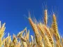 Poland faces serious problems due to lack of Ukrainian grain